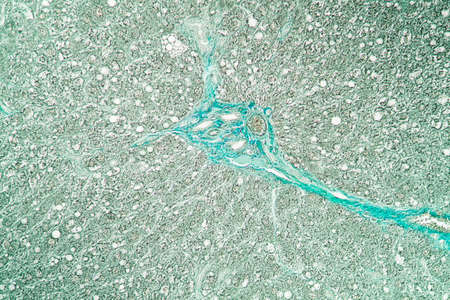 Rat liver 100x tissue section