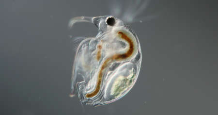 Water flea with embryo and antennae at high magnification in the water dropの写真素材
