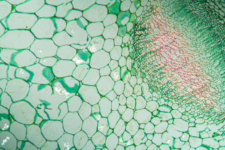 Dead nettle stem in cross section 100x