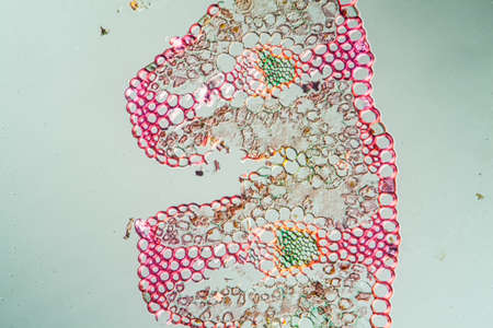 Beach grass leaf in cross section 100x