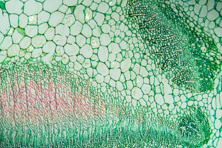 Dead nettle stem in cross section 100x