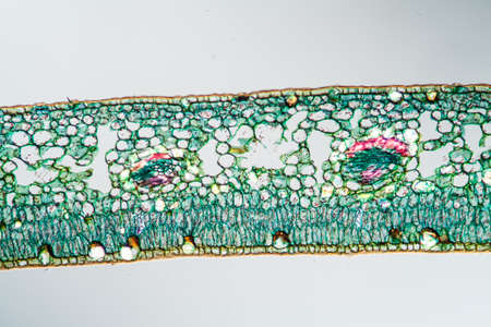 Orange leaf in cross section 100x
