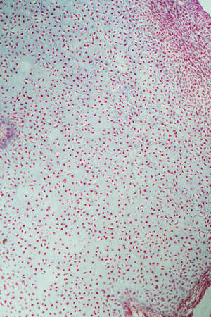 Embryonic cartilage under the microscope 200x