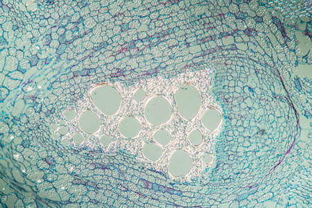 Whistle flower stem in cross section 100x