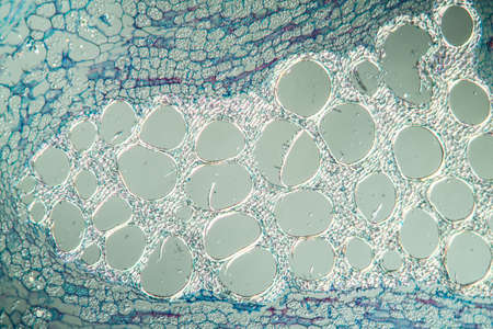 Whistle flower stem in cross section 100x