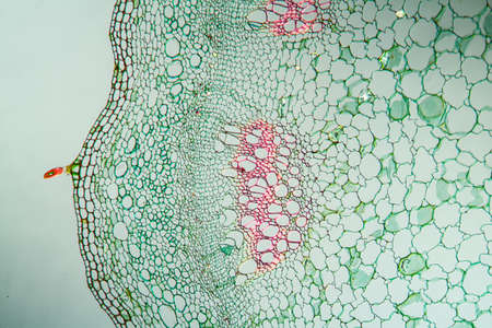 Nettle stem in cross section 100x
