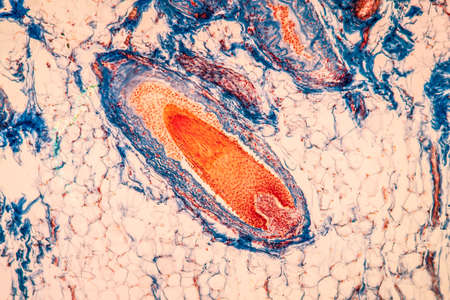 Scalp with hair roots tissue under the microscope 100xの写真素材