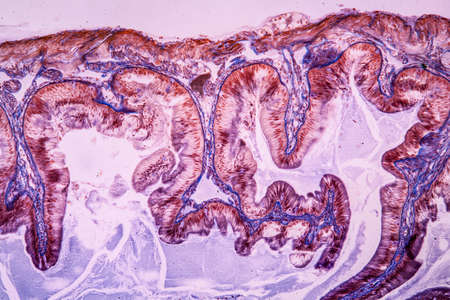 Stomach tissue under the microscope 100x