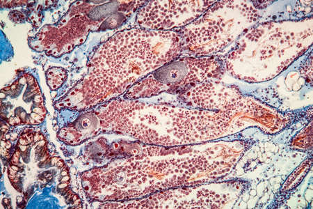 hermaphrodite gland tissue under the microscope 200x