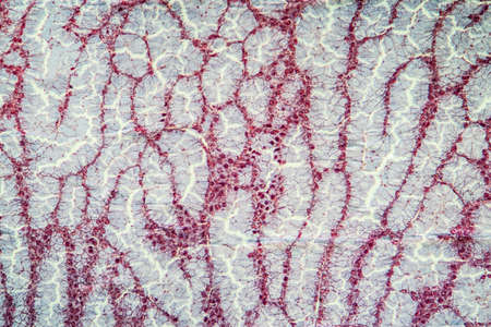 Protein tissue under the microscope 100x