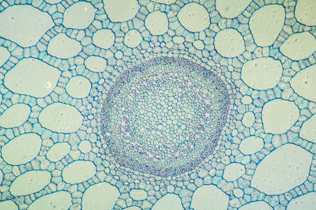 Fir frond trunk in cross section 100x