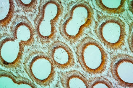 Boletus fruiting body under the microscope 100x acrossの写真素材