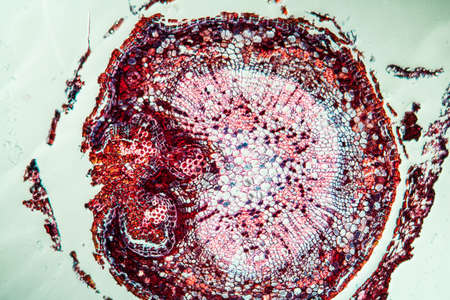 Oak tree with root across 100xの写真素材