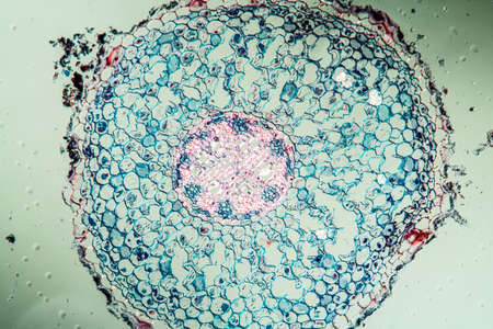 Lily of the valley with root tip across 100xの写真素材