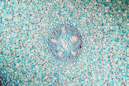 Lily of the valley with stem 100x acrossの写真素材