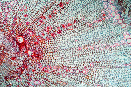 Carrot with root across 100xの写真素材