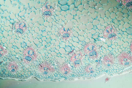 Sweet grass with stem 100x acrossの写真素材