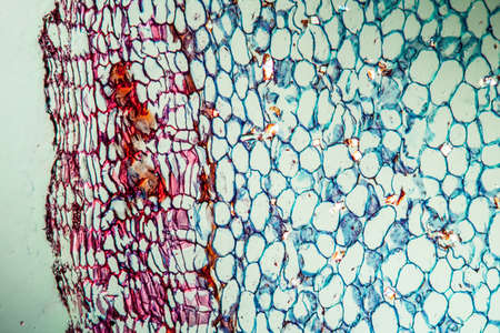 Gladiolus with stem 100x acrossの写真素材