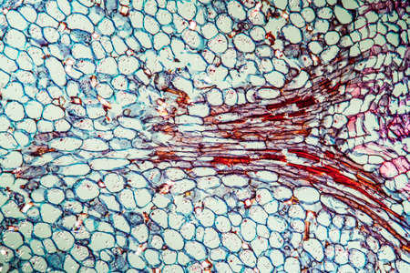 Gladiolus with stem 100x across