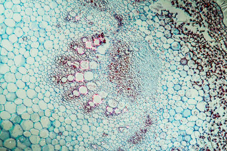 Sunflower with stem across 100xの写真素材