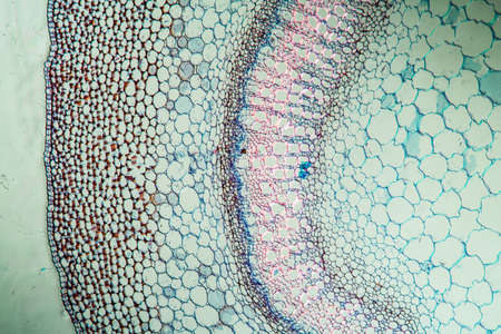 Dead nettle with stem across 100x