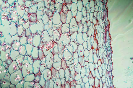 Tuber with starch grains across 100xの写真素材