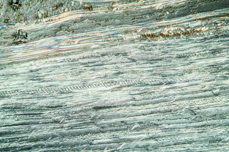 Beech wood cells lengthways 100x