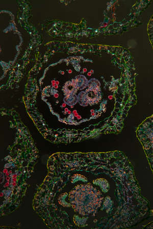 Margarite flower under the microscope 100xの写真素材