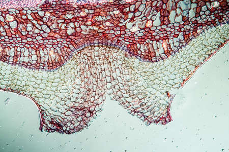 Pipe bush with trunk 100x acrossの写真素材