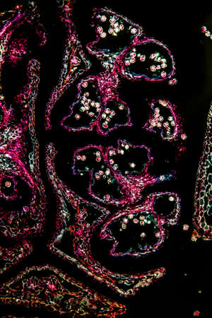 Alder cat fruit stand under the microscope 100x
