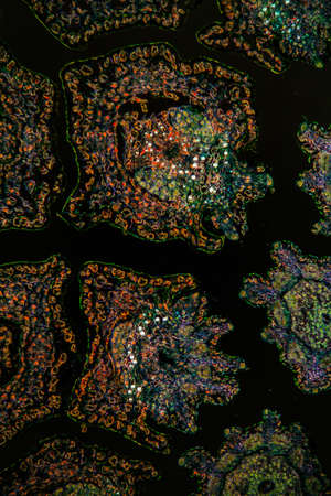 Margarite flower under the microscope 100x