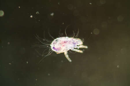 House dust mite under the microscope 100xの写真素材