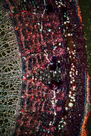 Linden trunk in cross section 100x