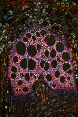 Pipe shrub trunk in cross section 100x