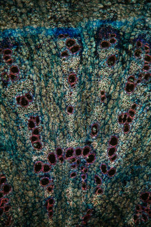Alfalfa root in cross section 100x