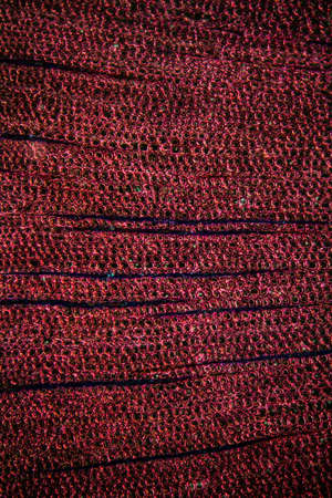Pine wood cross section under the microscope 100xの写真素材