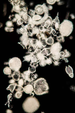 Radiolaria marine animals under the microscope 100xの写真素材