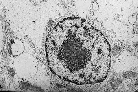 Cell nucleus with organelles in the electron microscope 50,000xの写真素材