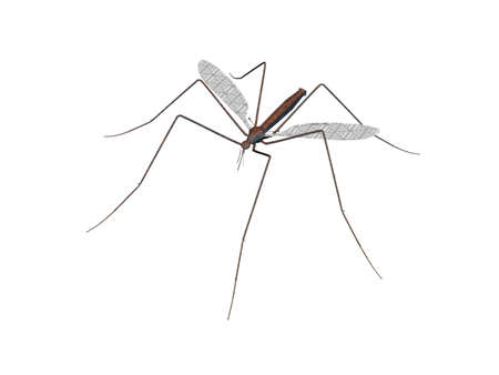 Schnake with wings and long legs