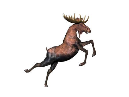 big moose with mighty antlersの写真素材