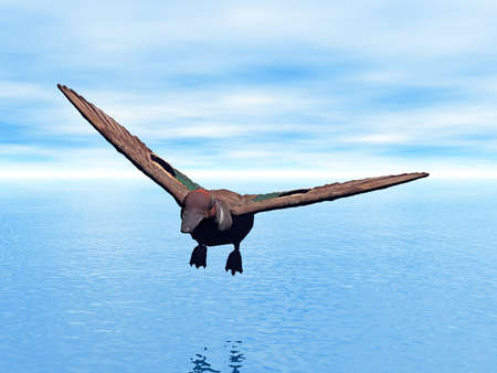 Goose flies around with wings spreadの写真素材
