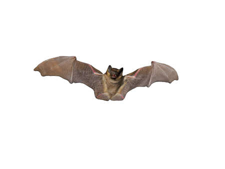 Bat with wings spread flies around