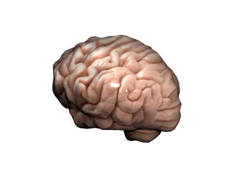 human brain with many turns
