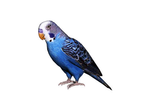 colorful canary sits and warbles