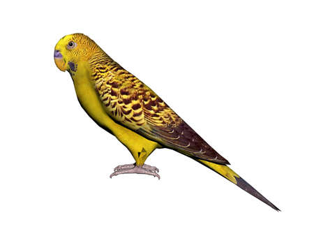 colorful canary sits and warbles