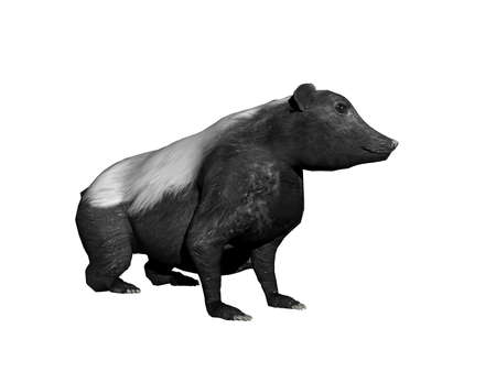 american skunk fooling aroundの写真素材