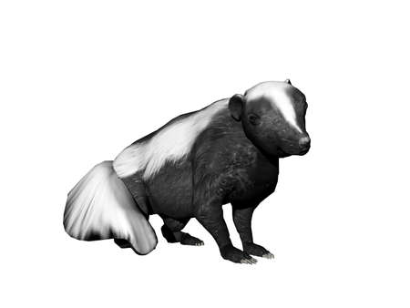 american skunk fooling aroundの写真素材