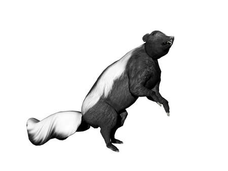 american skunk fooling aroundの写真素材