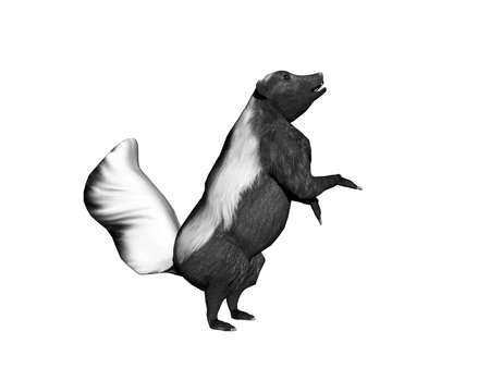 american skunk fooling aroundの写真素材