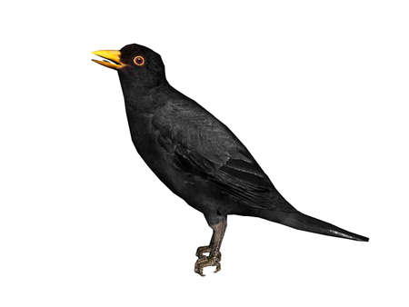 black songbird whispers to itselfの写真素材